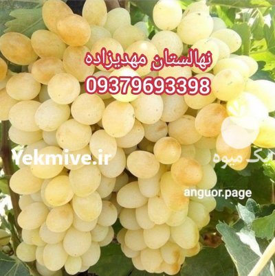 نهالستان امیر نهال 09149805679 در سراب در گروه خرید فروش نهال - انواع گردو پسته بادام سلطانی انگور در یکمیوه -عکس2