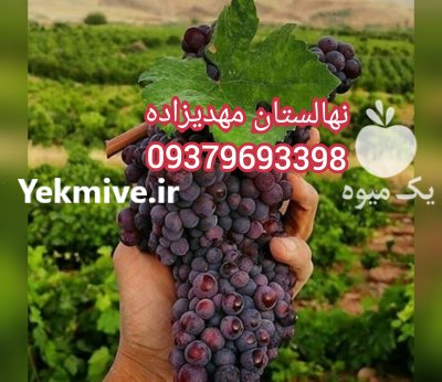 نهالستان امیر نهال 09149805679 در سراب در گروه خرید فروش نهال - انواع گردو پسته بادام سلطانی انگور در یکمیوه -عکس3