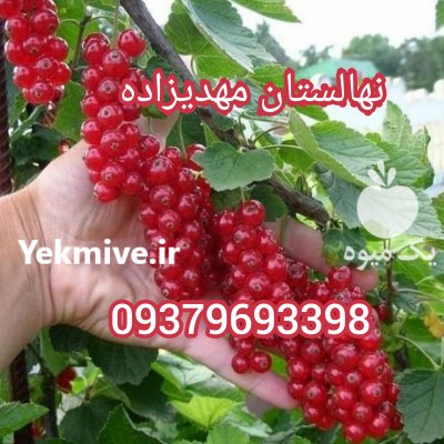 نهالستان امیر نهال 09149805679 در سراب در گروه خرید فروش نهال - انواع گردو پسته بادام سلطانی انگور در یکمیوه -عکس4