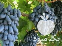 فروش نهال سرای چراغی در تهران در گروه خرید فروش عمده خرمالو - خرمالو رسیده نارس برگ عمده در یکمیوه -عکس1