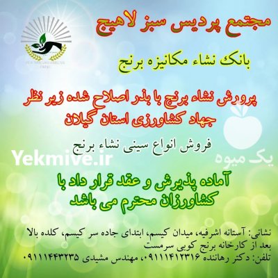 نشا برنج در آستانه اشرفیه در گروه خرید فروش عمده سایر محصولات گلخانه ای در یکمیوه