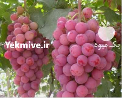 آگهی مشابه نهال انگوردوساله تضمینی در ابهر در گروه خرید فروش نهال - انواع گردو پسته بادام سلطانی انگور در یکمیوه