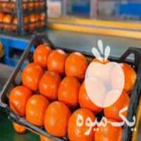 فروش پرتقال انباری شمال در قائم شهر در گروه خرید فروش بسته بندی نایلونی - کیسه نایلکس مشما پلاستیک در یکمیوه