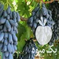 فروش نهال سرای چراغی در تهران در گروه خرید فروش عمده خرمالو - خرمالو رسیده نارس برگ عمده در یکمیوه