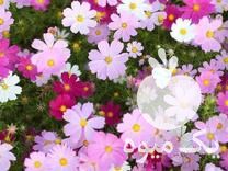 فروش بذر گوجه فرنگی ،  بادمجان ،  گل و در تهران در گروه خرید فروش بذر - انواع محصول کشاورزی گوجه کتان میوه درخت در یکمیوه -عکس1