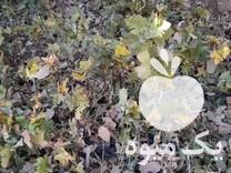 فروش اکالیپتوس , گلابی وحشی,انجیر دیم, بنه پسته وحشی در تهران در گروه پسته - کوهی شامی خام اکبری تازه کله قوچی در یکمیوه -عکس1