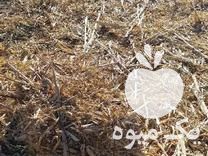 فروش پرس سرگوم عالی و مفید در جغتای در گروه دام سبک - خرید و فروش عمده جزیی در یکمیوه -عکس1