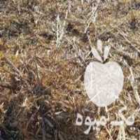 فروش پرس سرگوم عالی و مفید در جغتای در گروه دام سبک - خرید و فروش عمده جزیی در یکمیوه