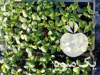 فروش بوته خیار محلی جویبار در بهنمیر در گروه خرید فروش عمده خیار - بوته درختی سبز مجلسی شوری خاردار چنبر اصفهان در یکمیوه -عکس1