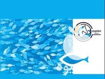 فروش قزل آلا اسپانیا اوزان 150 گرم 200 گرم 300 گرم 450 گرم 600 گرم در رشت در گروه ماهی قزل آلا - سالمون خال قرمز خرید و فروش دریا پرورشی در یکمیوه -عکس1