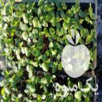 فروش بوته خیار محلی جویبار در بهنمیر در گروه خرید فروش عمده خیار - بوته درختی سبز مجلسی شوری خاردار چنبر اصفهان در یکمیوه