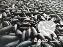 فروش پخش هسته خرما تفت کامل جهت چای وقهوه جهت اشتغال و صادرات در تهران در گروه خرید فروش عمده خرما - کبکاب تازه زاهدی خشک خارک در یکمیوه -عکس1