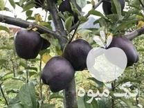 فروش نهال سیب سیاه جرامین در کرج در گروه خرید فروش نهال - انواع گردو پسته بادام سلطانی انگور در یکمیوه -عکس1