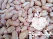 فروش بذر بادام زمینی در آستانه اشرفیه در گروه خرید فروش بذر - انواع محصول کشاورزی گوجه کتان میوه درخت در یکمیوه -عکس1