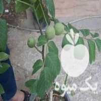 فروش نهالستان ایران رویال انواع نهال میوه پیوندی ضمانتی در مشهد در گروه خرید فروش نهال - انواع گردو پسته بادام سلطانی انگور در یکمیوه