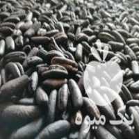 فروش پخش هسته خرما تفت کامل جهت چای وقهوه جهت اشتغال و صادرات در تهران در گروه خرید فروش عمده خرما - کبکاب تازه زاهدی خشک خارک در یکمیوه