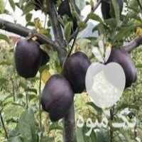 فروش نهال سیب سیاه جرامین در کرج در گروه خرید فروش نهال - انواع گردو پسته بادام سلطانی انگور در یکمیوه