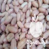 فروش بذر بادام زمینی در آستانه اشرفیه در گروه خرید فروش بذر - انواع محصول کشاورزی گوجه کتان میوه درخت در یکمیوه