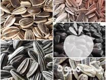 فروش بذرمادرتخمه کانادایی در اراک در گروه خرید فروش عمده آفتابگردان - تخمه خوی دیم گل در یکمیوه -عکس1