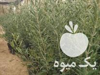 فروش انواع نهال زیتون اصلاح شده در اصفهان در گروه خرید فروش نهال - انواع گردو پسته بادام سلطانی انگور در یکمیوه -عکس1