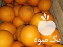 فروش پرتقال تامسون خونی خوش رنگ در عباس آباد در گروه خرید فروش عمده پرتقال - پرتقال رسمی تامسون خونی جنوب در یکمیوه -عکس1