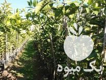 فروش نهال مرکبات در ساری در گروه خرید فروش نهال - انواع گردو پسته بادام سلطانی انگور در یکمیوه -عکس1