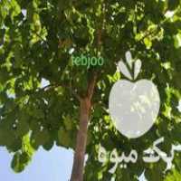 فروش تولید و توزیع نهال پالونیا هیبرید اصلاح شده درخت چوب زراعت در شیراز در گروه خرید فروش نهال - انواع گردو پسته بادام سلطانی انگور در یکمیوه