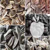 فروش بذرمادرتخمه کانادایی در اراک در گروه خرید فروش عمده آفتابگردان - تخمه خوی دیم گل در یکمیوه