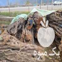 فروش چوب زیتون قطر بالا برای ساخت میز و  در علی آباد در گروه خرید فروش عمده چوب- زغال چوب گردو تبریزی خام در یکمیوه