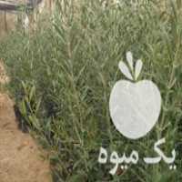 فروش انواع نهال زیتون اصلاح شده در اصفهان