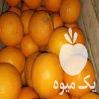 فروش پرتقال تامسون خونی خوش رنگ در عباس آباد در گروه خرید فروش عمده پرتقال - پرتقال رسمی تامسون خونی جنوب در یکمیوه