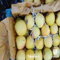 فروش سیب زرد صادراتی در شیراز در گروه خرید فروش عمده سیب - زرد و قرمز گلاب پاییزه در یکمیوه