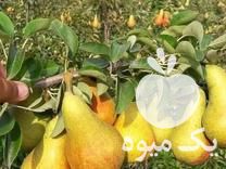 فروش نهال مثمر با کیفیت بسیار عالی در اصفهان در گروه خرید فروش عمده خرمالو - خرمالو رسیده نارس برگ عمده در یکمیوه -عکس1