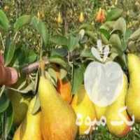 فروش نهال مثمر با کیفیت بسیار عالی در اصفهان در گروه خرید فروش عمده خرمالو - خرمالو رسیده نارس برگ عمده در یکمیوه