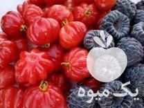 فروش انواع نهالهای مثمر و غیرمثمر در شیراز در گروه خرید فروش نهال - انواع گردو پسته بادام سلطانی انگور در یکمیوه -عکس1