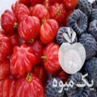 فروش انواع نهالهای مثمر و غیرمثمر در شیراز در گروه خرید فروش نهال - انواع گردو پسته بادام سلطانی انگور در یکمیوه