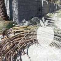 آگهی مشابه فروش پیش یا برگ درخت خرما در جهرم در گروه خرید فروش عمده خرما - کبکاب تازه زاهدی خشک خارک در یکمیوه