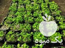فروش سبزه عید مستقیم از باغدار در محمودآباد در گروه باغدار - باغداری نگهدار کشاورز باغبان در یکمیوه -عکس1