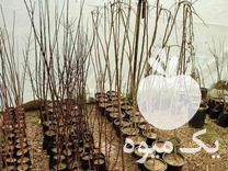 فروش نهالستان برادران رستمی در جهرم در گروه خرید فروش نهال - انواع گردو پسته بادام سلطانی انگور در یکمیوه -عکس1