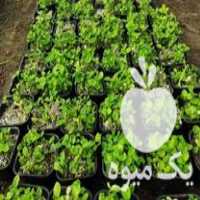 فروش سبزه عید مستقیم از باغدار در محمودآباد در گروه باغدار - باغداری نگهدار کشاورز باغبان در یکمیوه