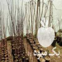 فروش نهالستان برادران رستمی در جهرم در گروه خرید فروش نهال - انواع گردو پسته بادام سلطانی انگور در یکمیوه