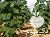 فروش پالونیا - درخت پولساز - مشاوره رایگان در تهران در گروه مشاوره - راه اندازی بازاریابی کسب درآمد بهبود کسب و کار در یکمیوه -عکس1