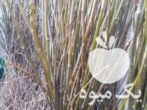 فروش نهالستان گردو در زنجان در گروه خرید فروش نهال - انواع گردو پسته بادام سلطانی انگور در یکمیوه -عکس1