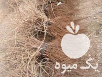 فروش نهال انگور در تاکستان در گروه خرید فروش نهال - انواع گردو پسته بادام سلطانی انگور در یکمیوه -عکس1