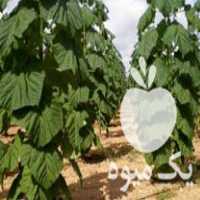 فروش پالونیا - درخت پولساز - مشاوره رایگان در تهران در گروه مشاوره - راه اندازی بازاریابی کسب درآمد بهبود کسب و کار در یکمیوه