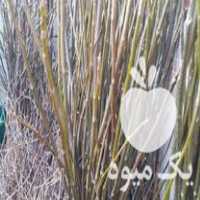 فروش نهالستان گردو در زنجان در گروه خرید فروش نهال - انواع گردو پسته بادام سلطانی انگور در یکمیوه