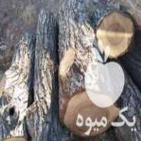 فروش چوب گردو مغز سیاه در بستان آباد در گروه خرید فروش عمده چوب- زغال چوب گردو تبریزی خام در یکمیوه