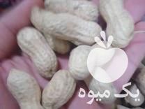 فروش بادام زمینی درجه 1 در آذرشهر در گروه بادام - درختی کوهی زمینی فروش عمده در یکمیوه -عکس1