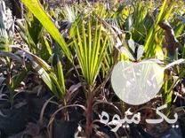 فروش نهال پالم واشینگتنیا در بابل  در گروه خرید فروش نهال - انواع گردو پسته بادام سلطانی انگور در یکمیوه -عکس1