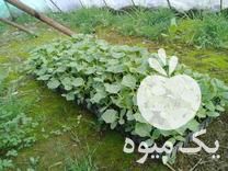 فروش بوته خیار محلی در جویبار در گروه خرید فروش عمده خیار - بوته درختی سبز مجلسی شوری خاردار چنبر اصفهان در یکمیوه -عکس1